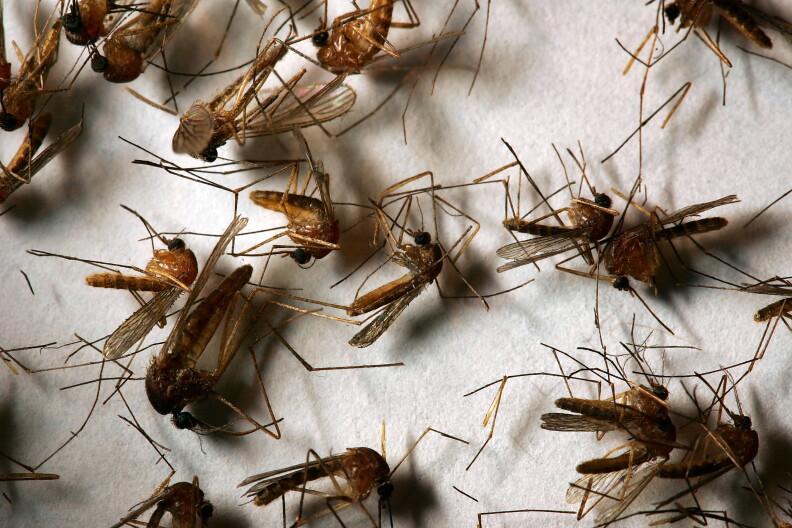 Source-feed image associated with First human case of West Nile virus in Orange County confirmed, health officials say