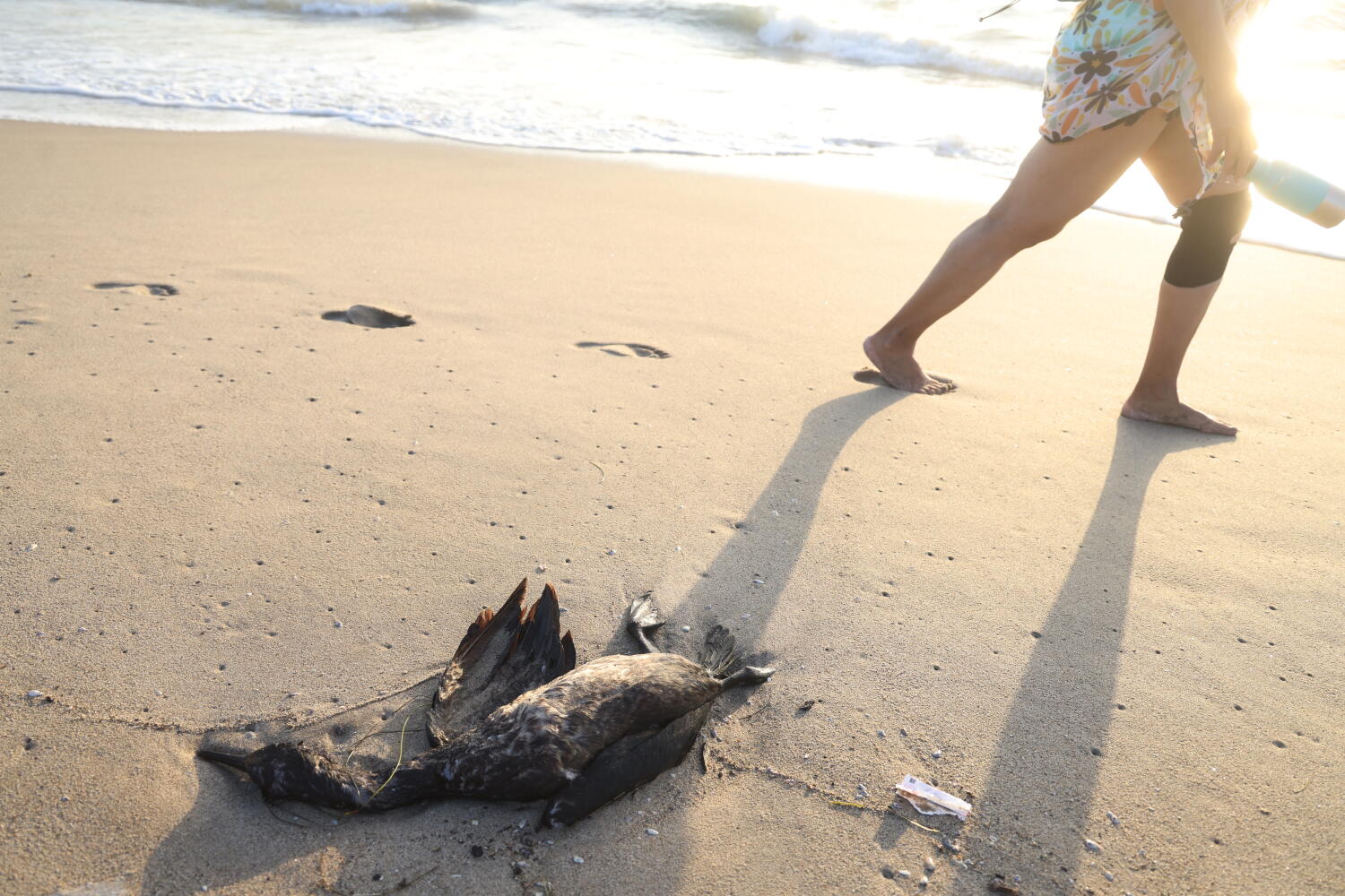 Source-feed image associated with A wave of dead seabirds washes ashore in Venice