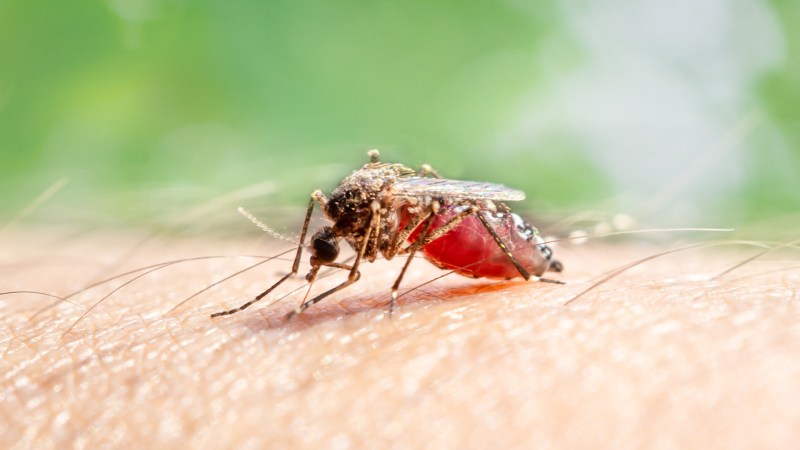 Source-feed image associated with Can DEET attract mosquitoes? A lab study offers clues