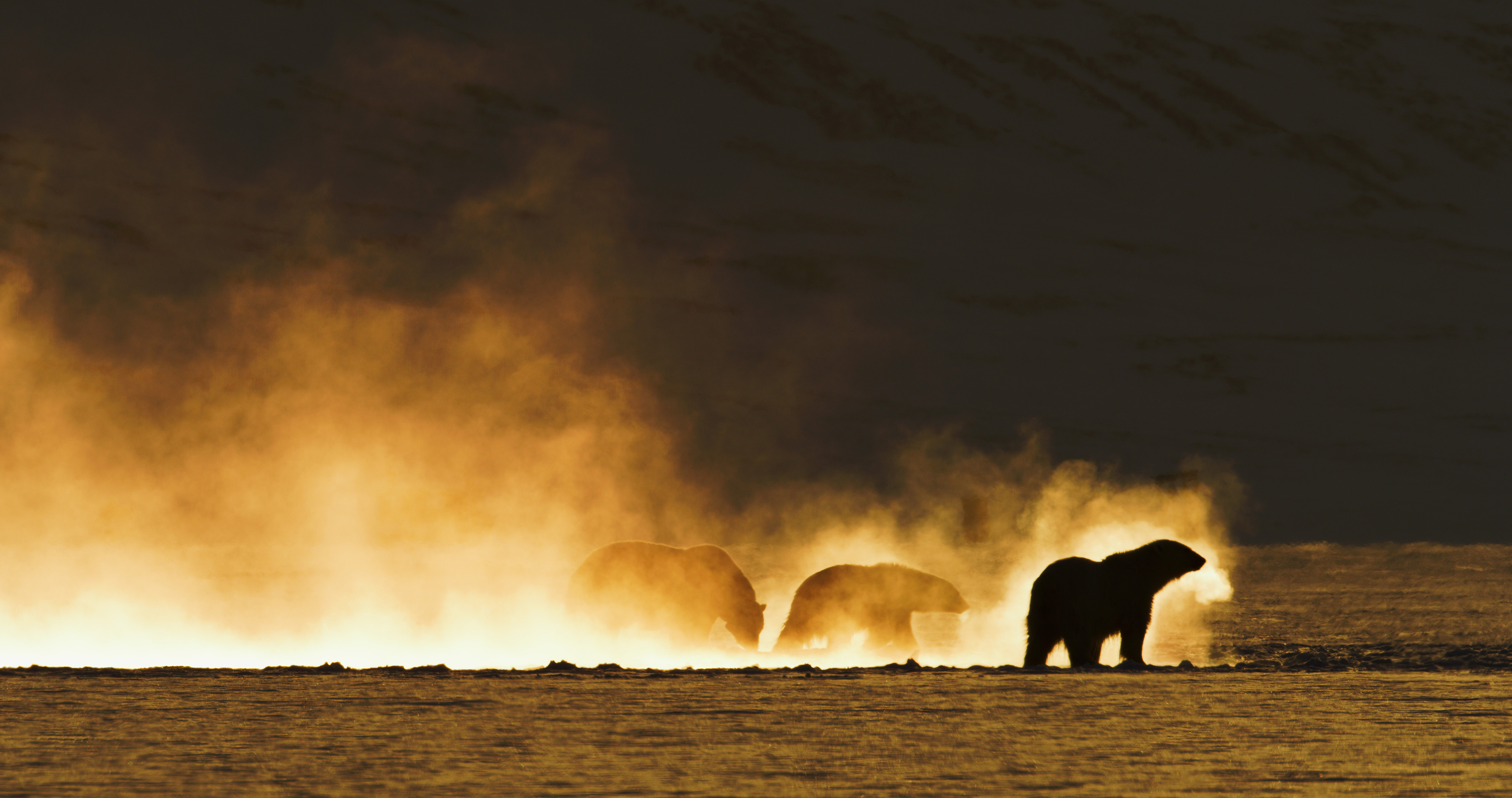 Source-feed image associated with DR Sales Closes With WDR/Arte, VRT, NRK in Multi Buyers Pact on Norwegian Wildlife Doc ‘Frost Without Snow and Ice’ (EXCLUSIVE)