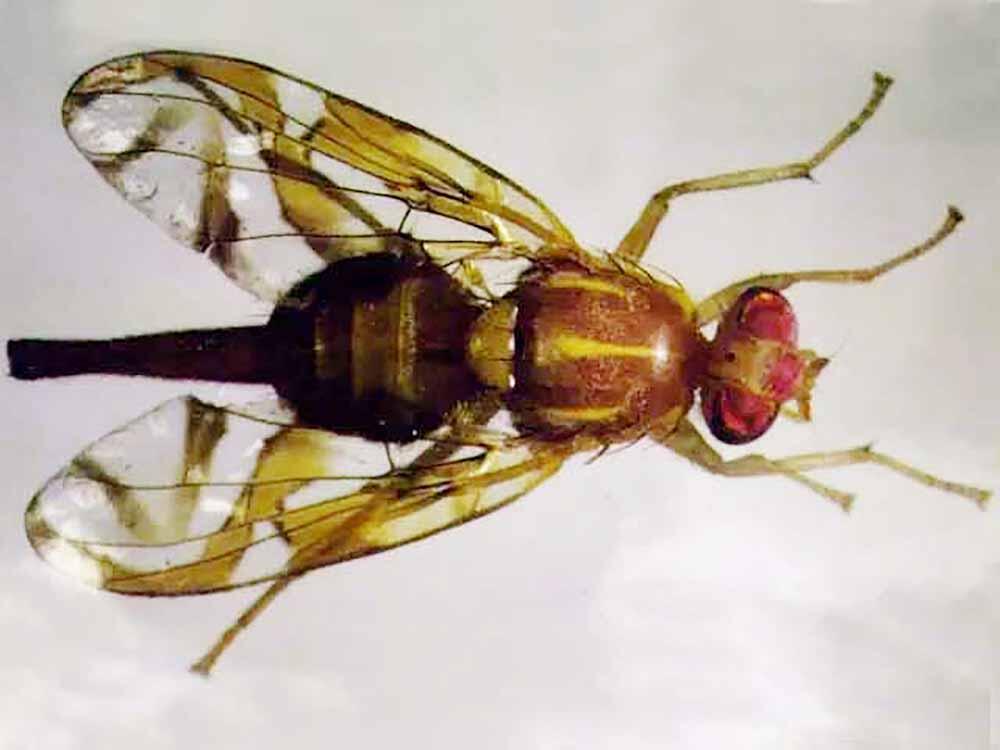 Source-feed image associated with Millions of sterile male Mexican fruit flies to be released in San Diego County