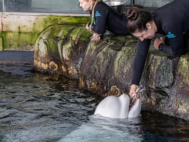 Source-feed image associated with Beluga whale dies at Chicago aquarium days after coming from Canada park in rescue effort
