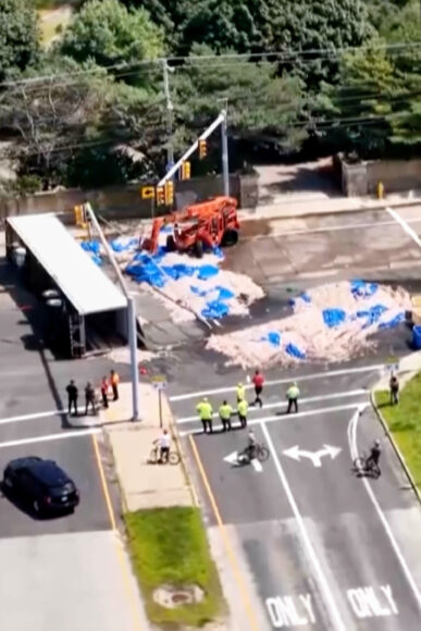 Source-feed image associated with Rhode Spill: Summer Heat Turns Truckload of Spilled Squid Into Unappetizing Mess