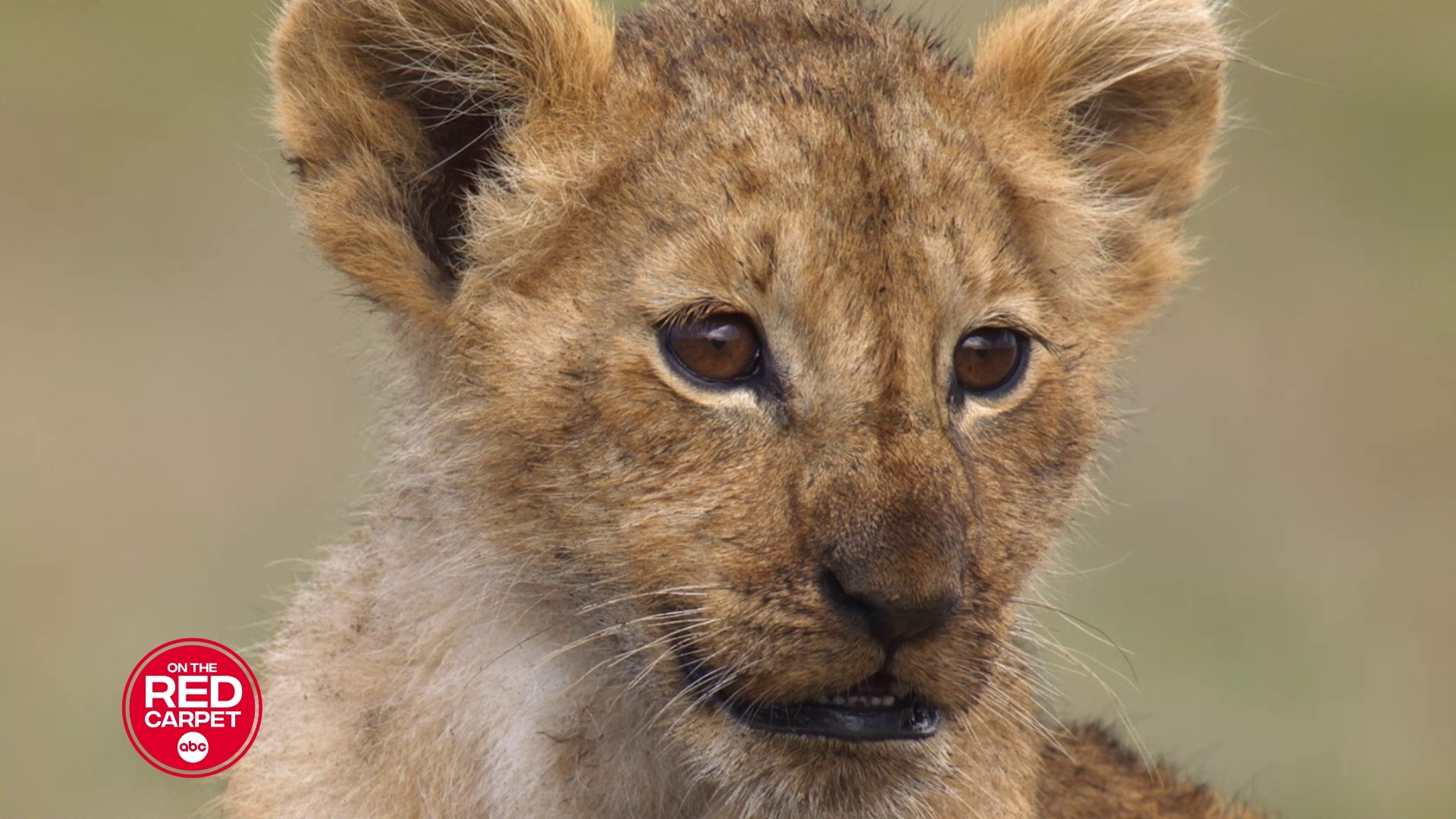 Source-feed image associated with Jon Favreau executive produces new Nat Geo series, 'Lion,' following a cub's journey to king
