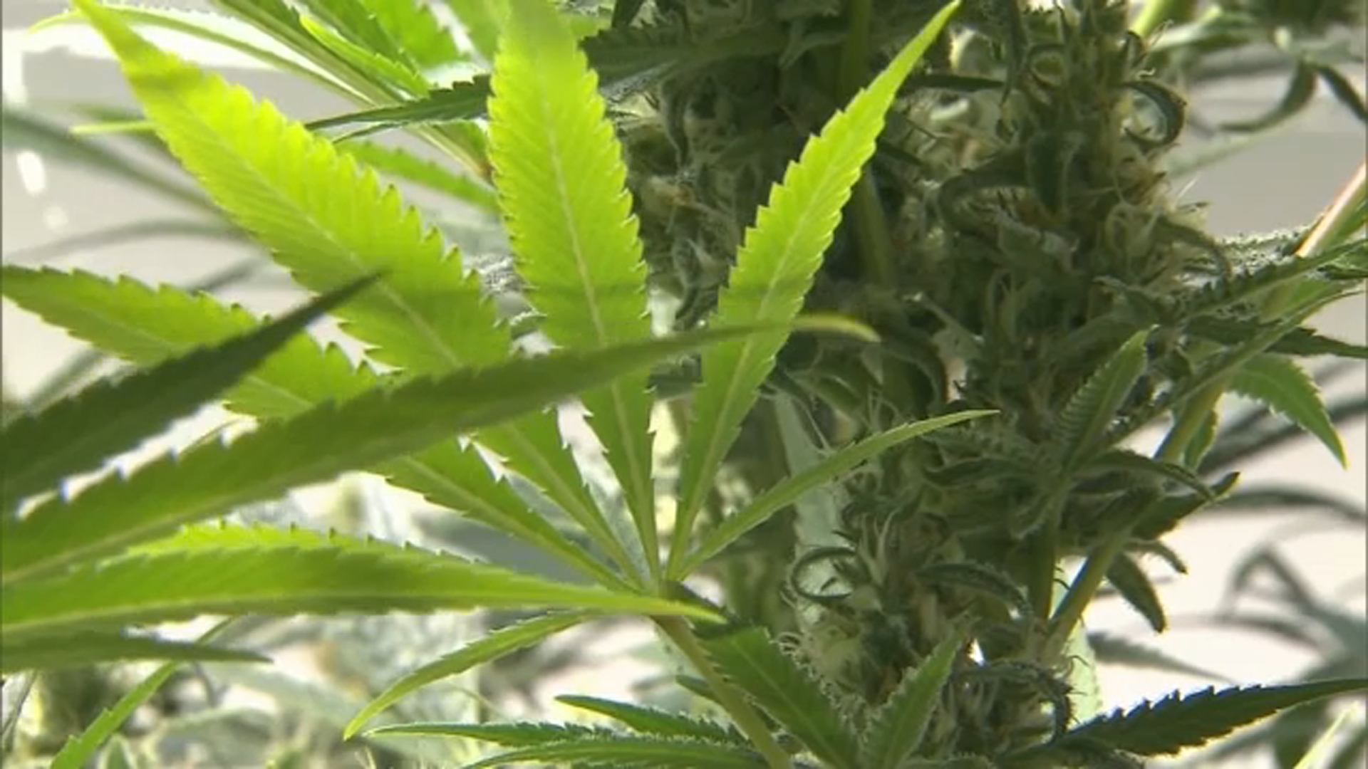 Source-feed image associated with Marijuana use surpasses cigarette smoking in US, study finds