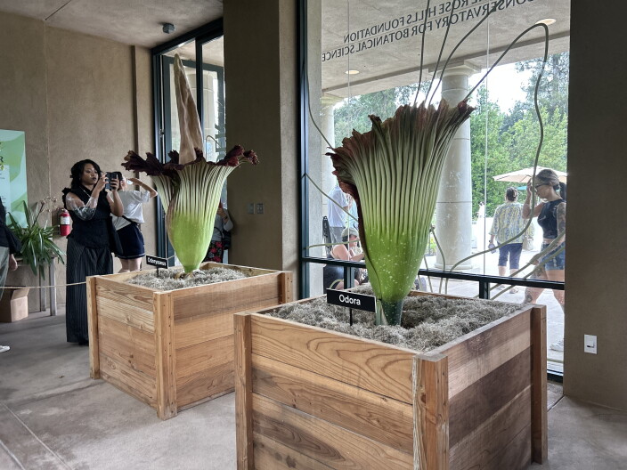 Source-feed image associated with The rare, stinky corpse flowers draw flies and long lines of humans to The Huntington