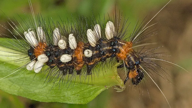 Source-feed image associated with A whopping 14 million species of insects — or more — may roam Earth