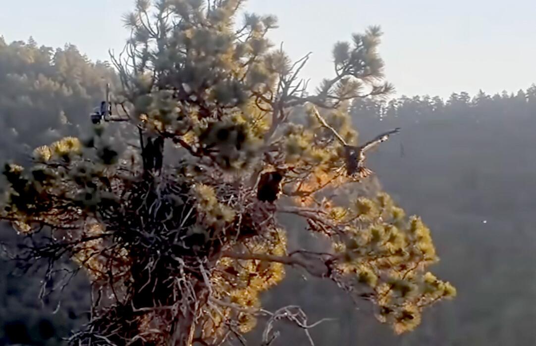 Source-feed image associated with Big Bear eaglet's accidental 'fludge' ends in first flight; Sandy hasn't returned to nest