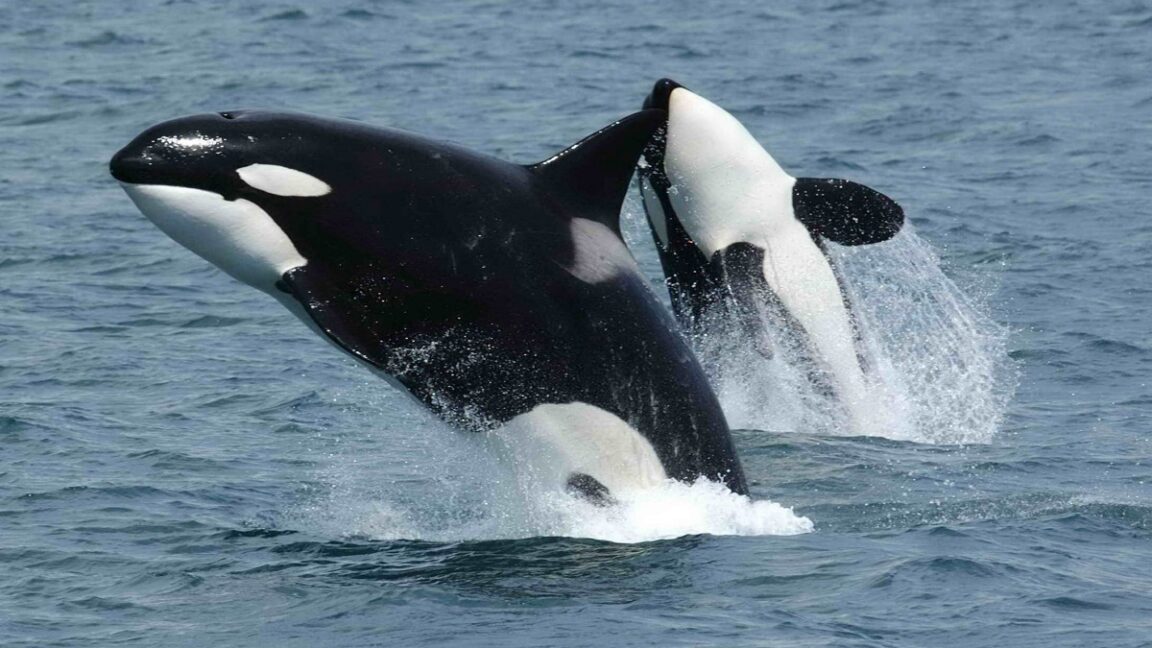 Source-feed image associated with Watch orcas ram a sunfish so hard it explodes