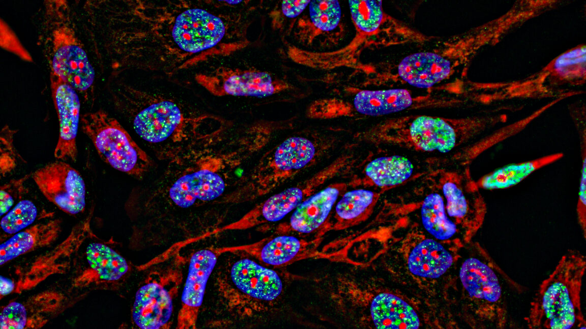 Source-feed image associated with Lab supply companies have been selling antibodies using manipulated images