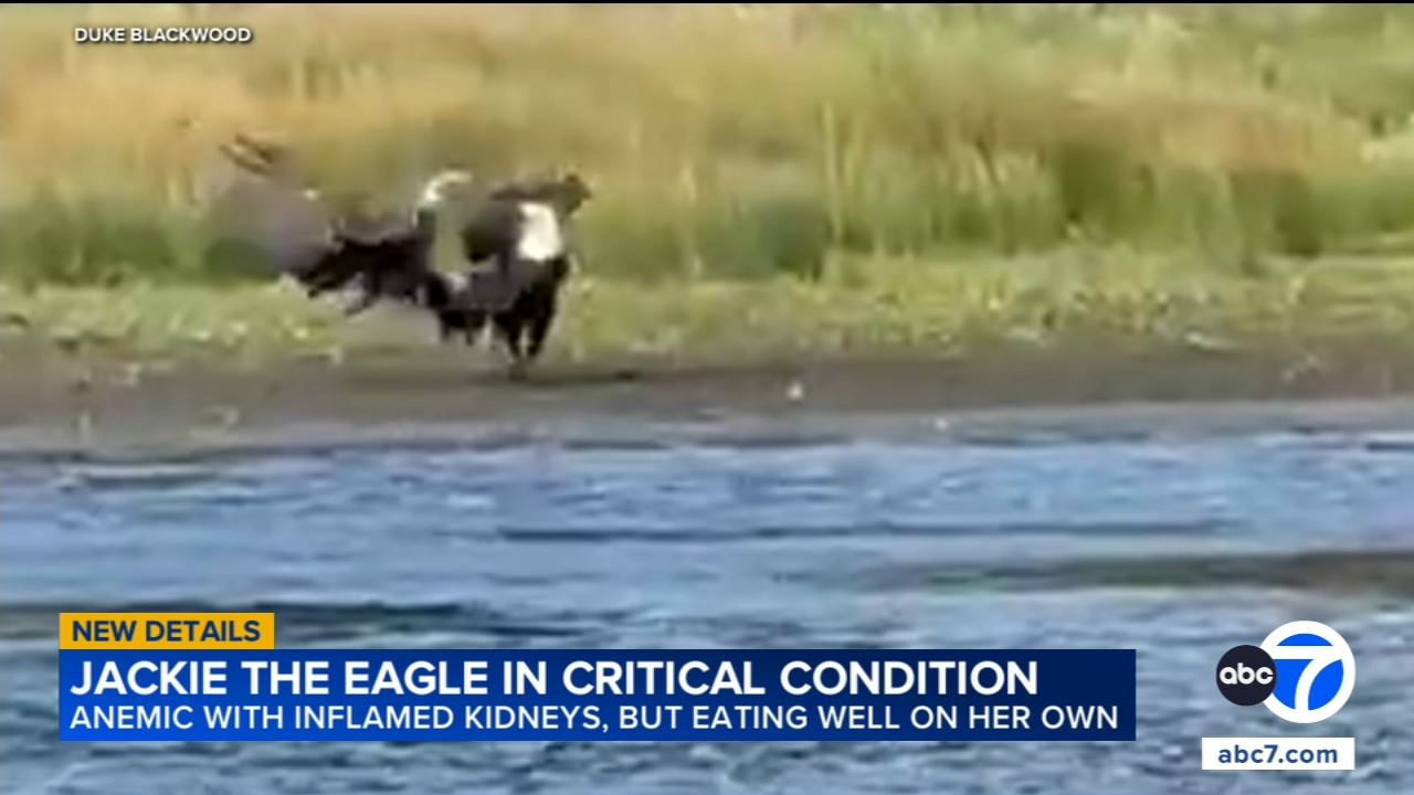 Source-feed image associated with Vet teams believe Jackie was already sick before eagle fight captured on video near Big Bear nest