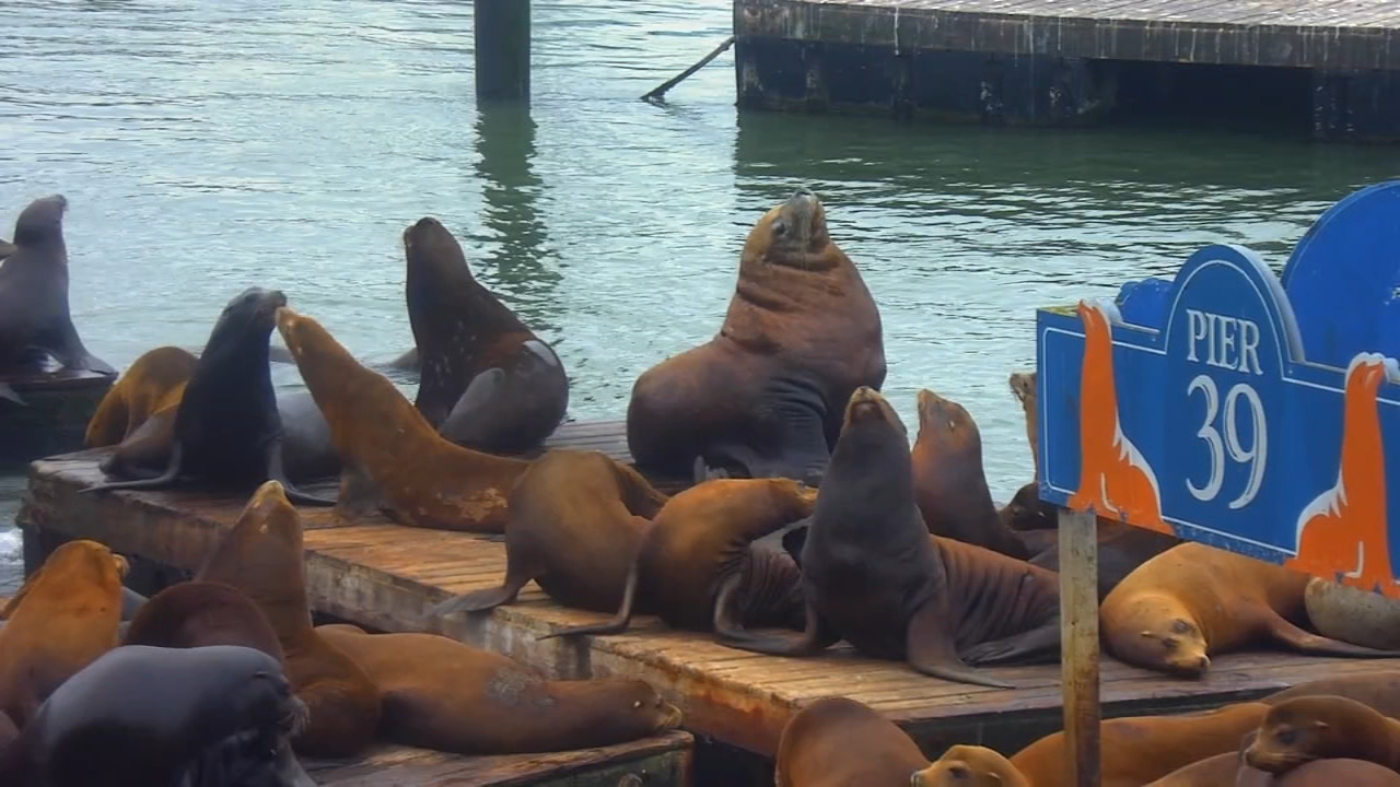 Image from linked report: VIDEO: Large Steller sea lion appears on Pier 39 docks in San Francisco