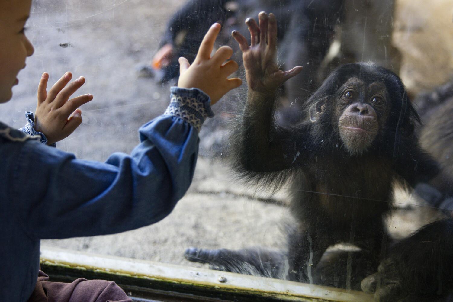 Source-feed image associated with You could soon be paying more to visit the L.A. Zoo