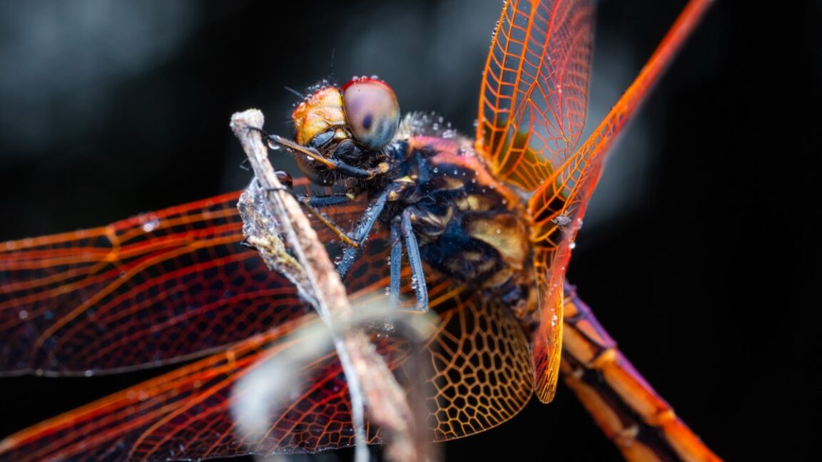 Source-feed image associated with Dragonflies maneuver like fighter pilots
