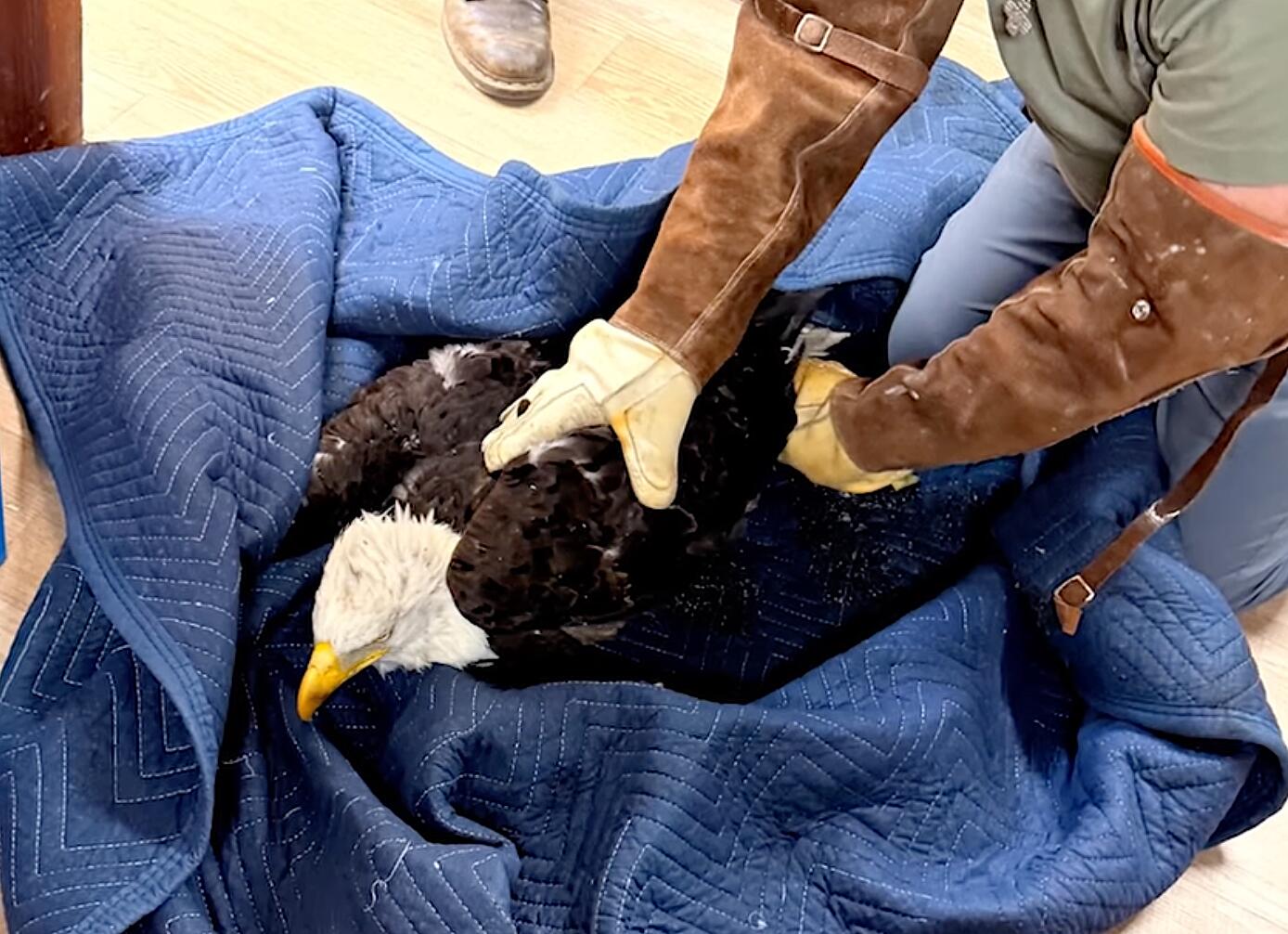 Source-feed image associated with Rescued eagle Jackie battles anemia, inflammation. 'It's too early to predict the outcome'