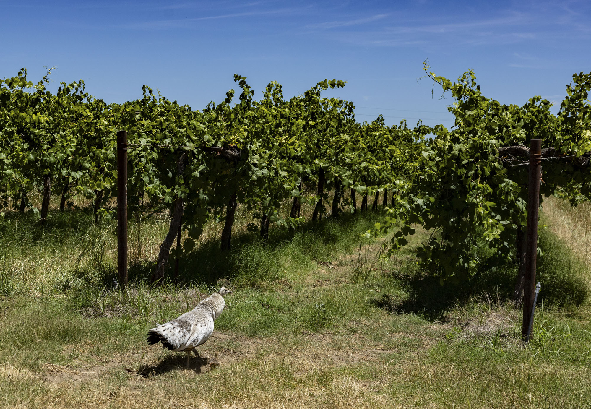 Image from linked report: California Farmers Are Struggling to Sell Grapes as Demand for Wine Drops