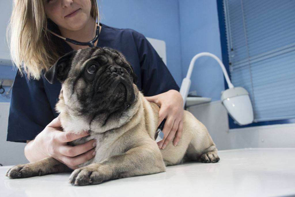 Source-feed image associated with How to protect your pets from the New World screwworm fly