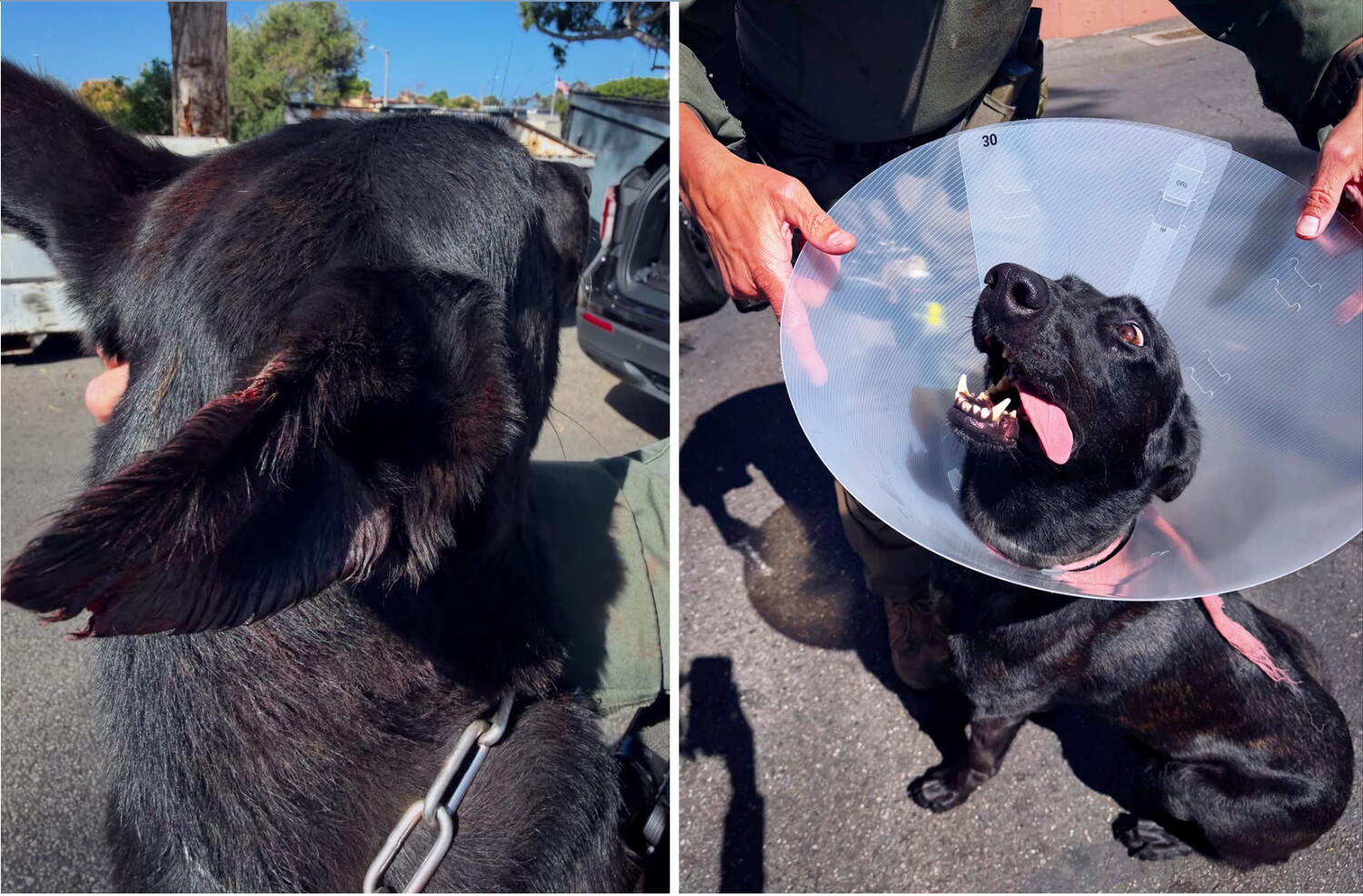 Image from linked report: Suspect bites off piece of police dog's ear during SWAT standoff, police say