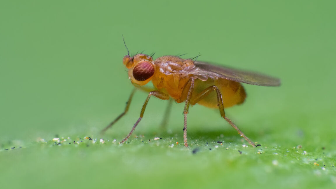 Source-feed image associated with How fruit flies chase invisible ribbons of smell to get to their source
