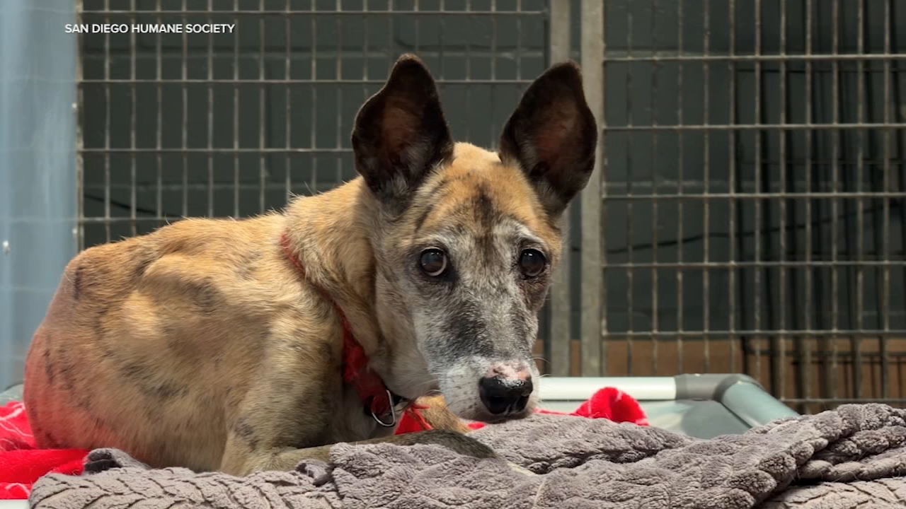 Source-feed image associated with CA animal welfare advocates push for statewide regulations following horrific incidents