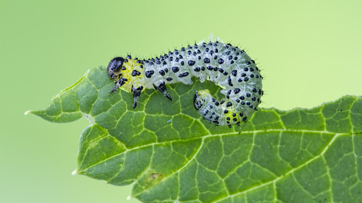 Source-feed image associated with Beans use an immune receptor to call in airstrikes on caterpillars