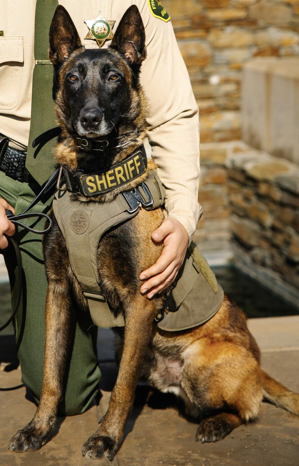 Source-feed image associated with K-9 killed after fireworks scare sends it running into traffic in Central California