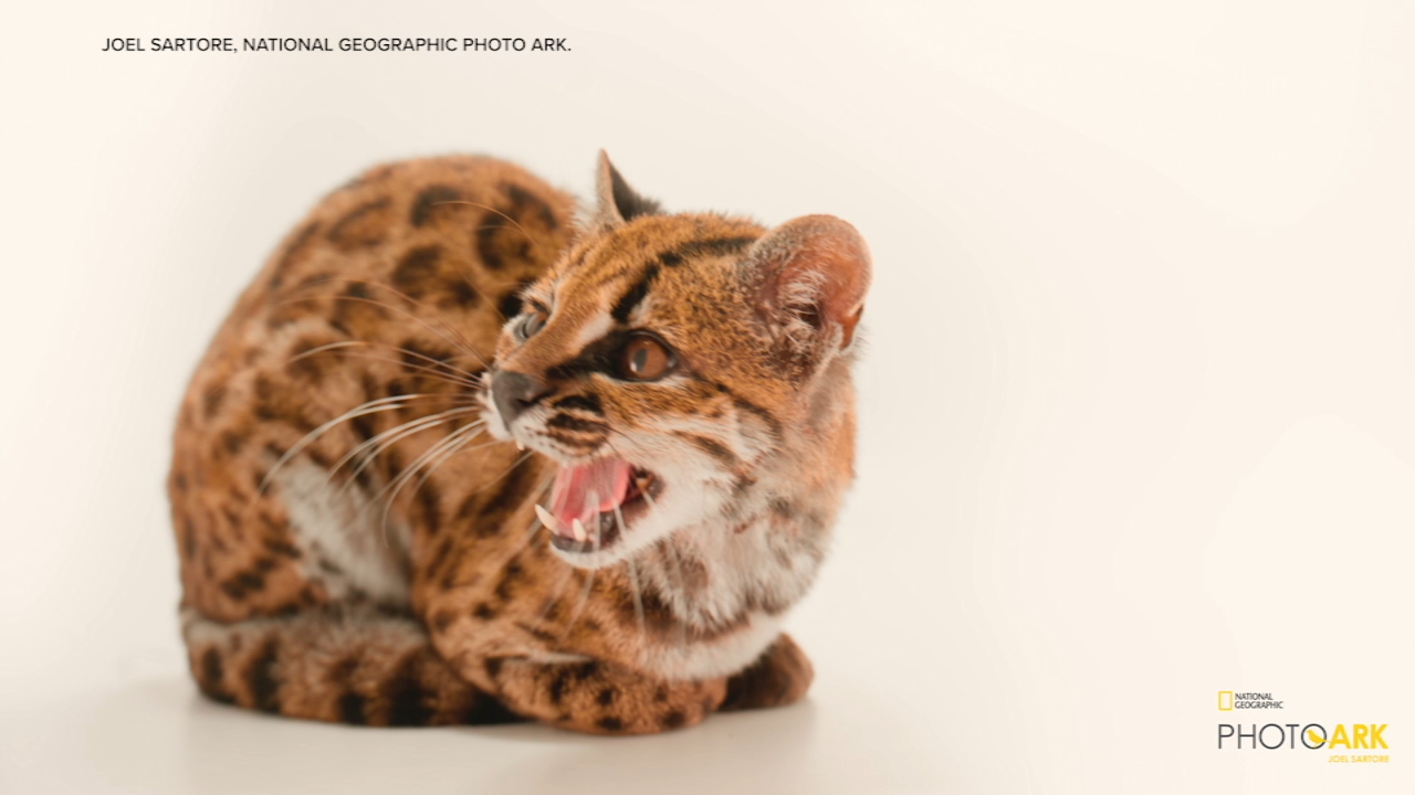 Source-feed image associated with Tiny cat discovered in Bolivia said to be 1st new feline species in over 100 years
