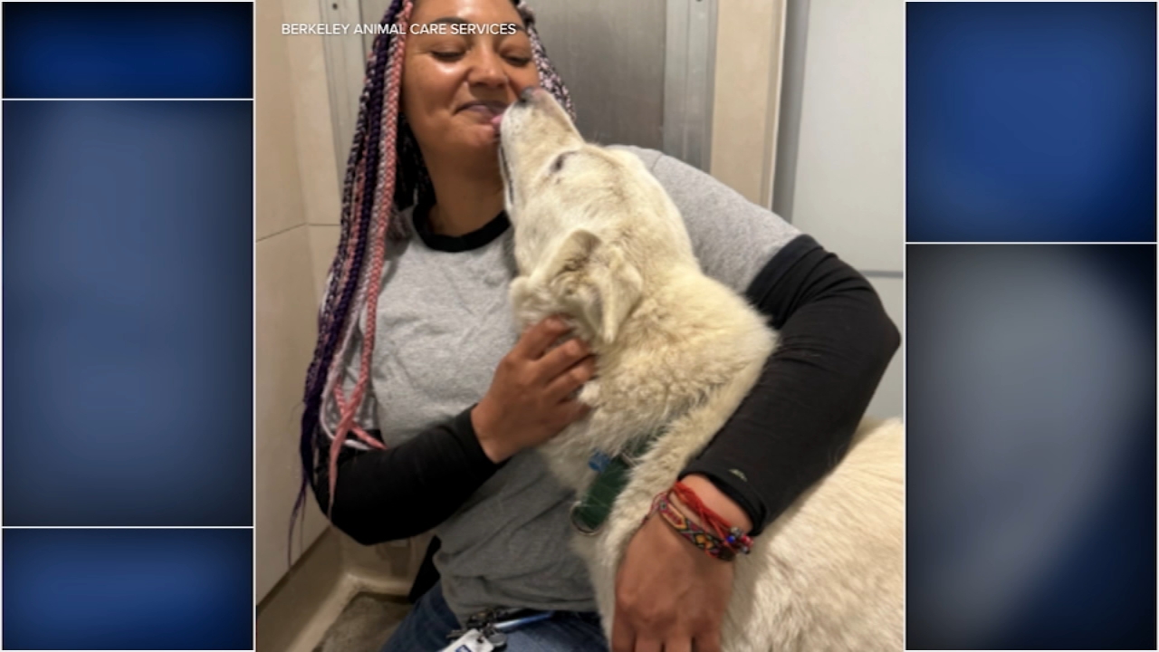 Source-feed image associated with Bay Area shelters retrieve dogs from NorCal rescue accused of shooting, killing animals