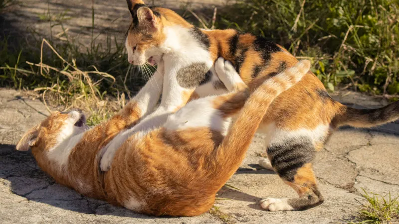 Source-feed image associated with A deadly fungus that can infect cats and people is spreading