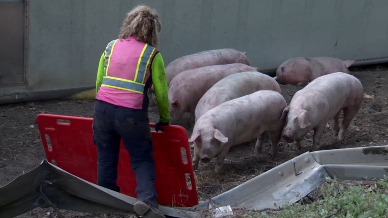 Source-feed image associated with Pig-filled big rig crashed and tipped over on I-80 in Placer County, crews work to corral