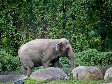 Source-feed image associated with Happy, who taught researchers that elephants can recognize themselves, is euthanized at Bronx Zoo