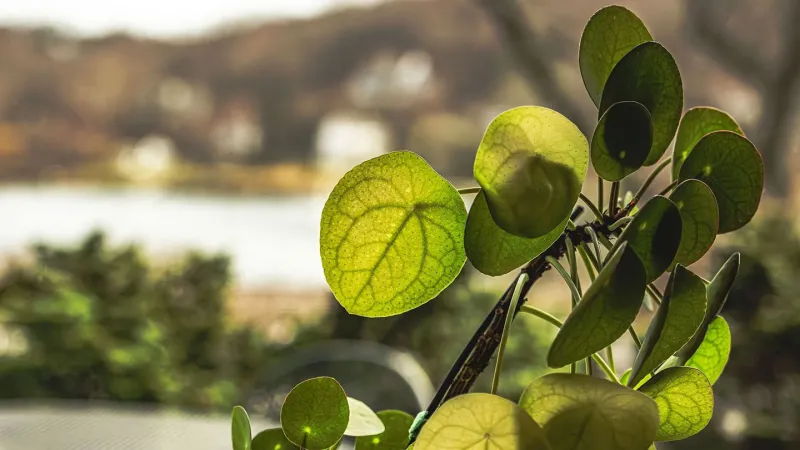 Source-feed image associated with Chinese money plant leaves hide a mathematical pattern