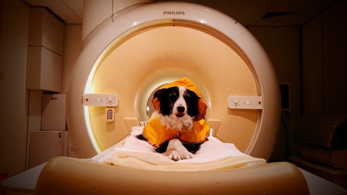 Source-feed image associated with Dogs can tell if you're scared or sad