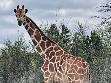 Source-feed image associated with Gracie the Giraffe, who went missing after wandering off a Texas ranch, is finally found