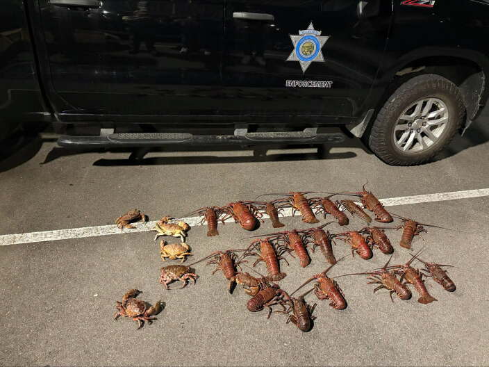 Source-feed image associated with Poachers tried to smuggle lobsters off Santa Monica Pier in a baby stroller, officials say