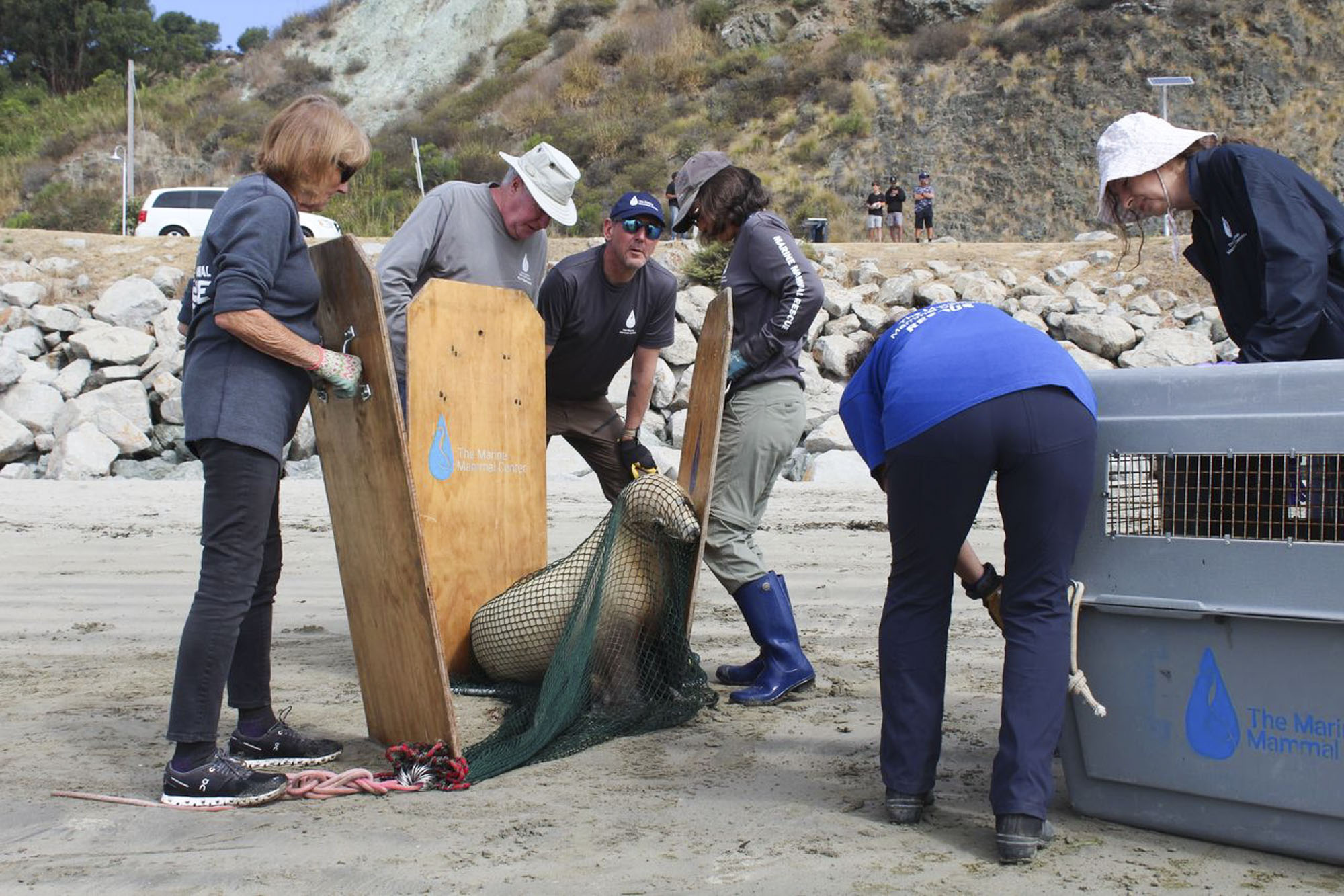Source-feed image associated with Why Sick Sea Lions Are Washing Up on California Beaches Right Now