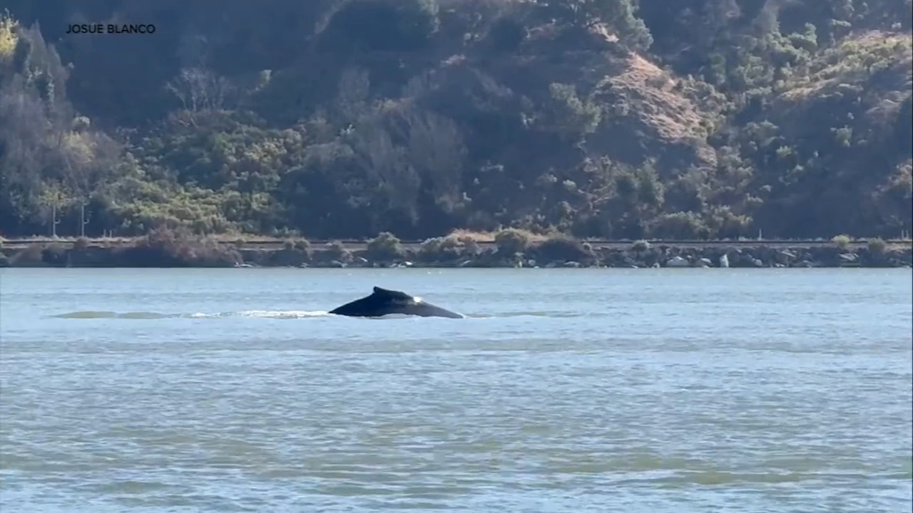 Image from linked report: Humpback whale seen in Sacramento River heading back to San Francisco Bay, officials say