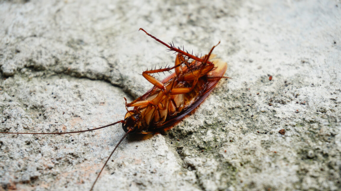Source-feed image associated with Cockroaches scurry around with thousands of pieces of bacterial genomes