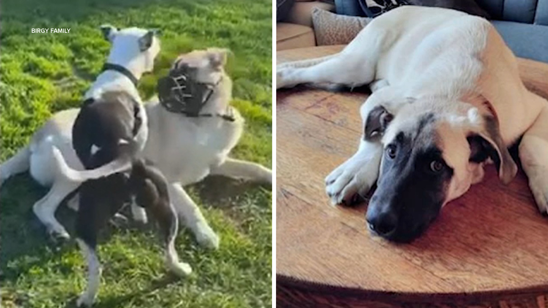 Source-feed image associated with Bruce the dog update: Ventura County, California euthanizes Great Pyrenees mix after motion filed with U.S. Supreme Court
