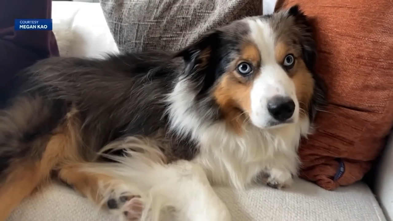 Source-feed image associated with SF couple desperate to find mini Australian shepherd missing from Monterey