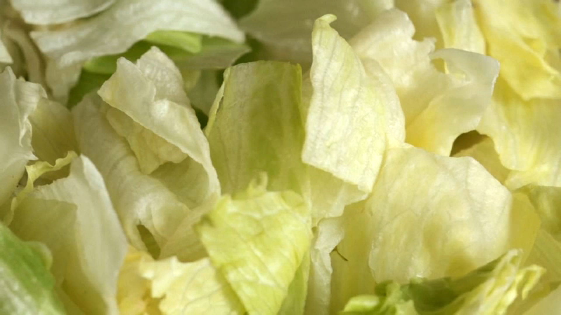 Source-feed image associated with Iceberg lettuce recalled in 27 states due to potential cyclospora contamination
