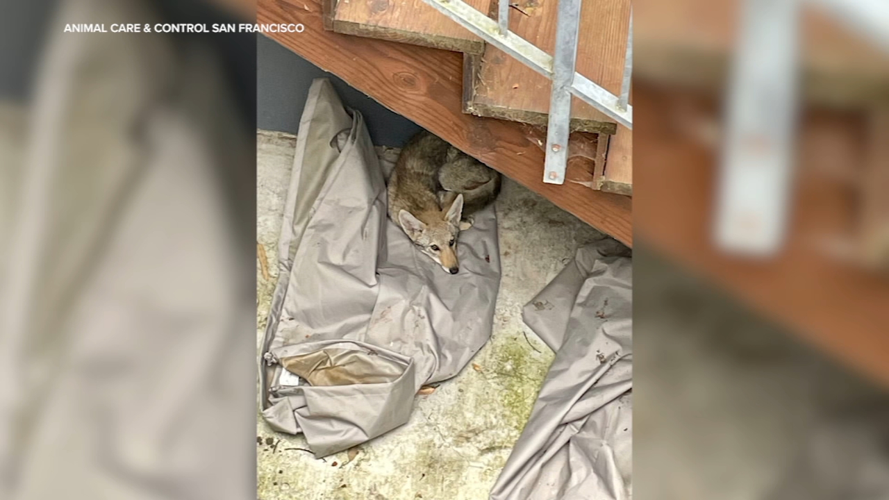 Source-feed image associated with Coyote rescued from backyard of San Francisco home after being stuck for days
