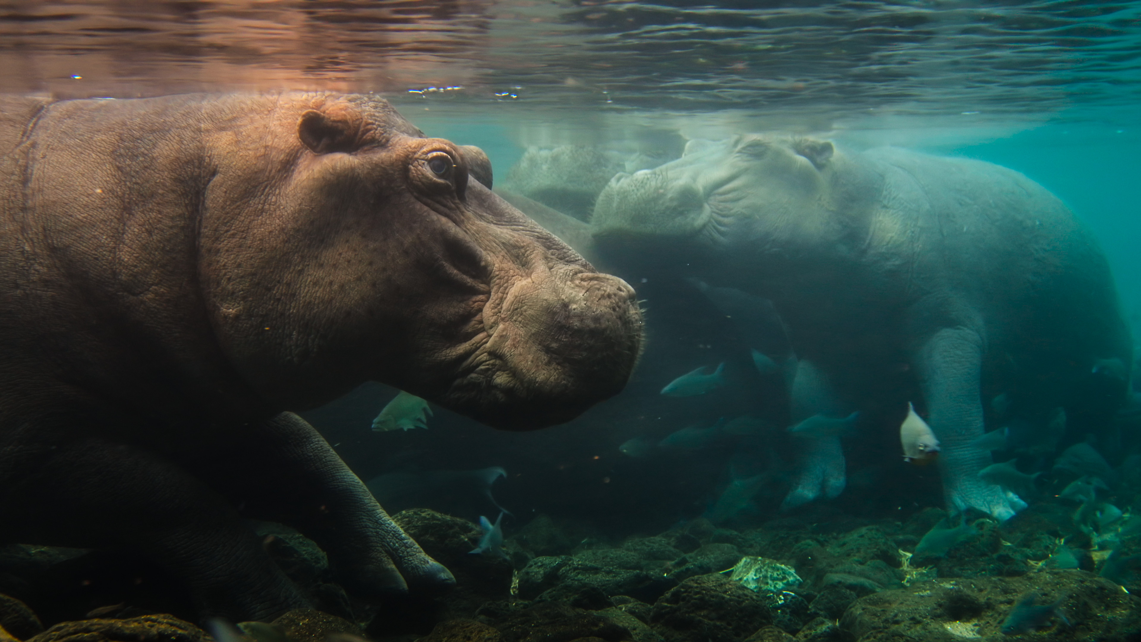 Image from linked report: Nat Geo Kicks Off New Multi-Year Doc Franchise With ‘Africa Earth’s Wild Home’