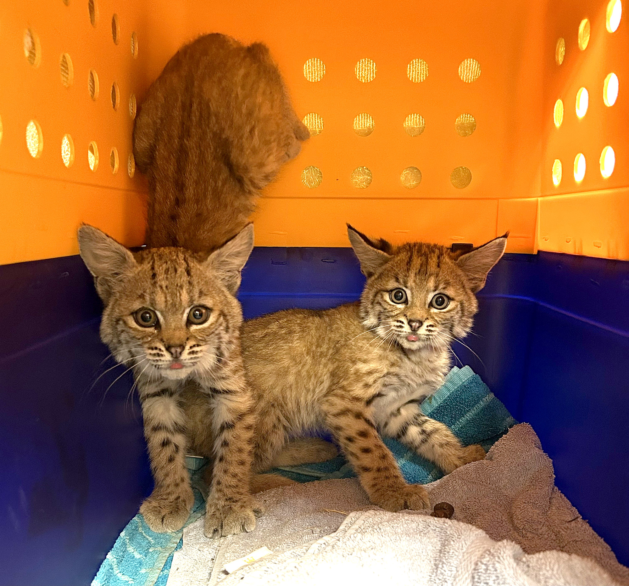 Source-feed image associated with Abandoned Bobcat Kittens Find a Temporary Home at Saratoga Wildlife Care Center