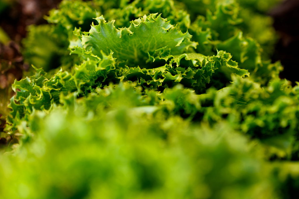 Source-feed image associated with Can you eat lettuce safely during the cyclospora outbreak? Advice from an infectious disease expert