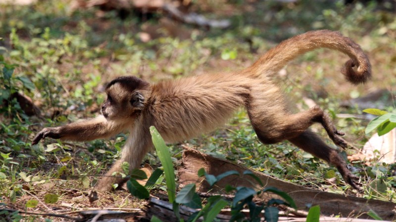 Source-feed image associated with Monkeys hunt small animals when fruit is scarce