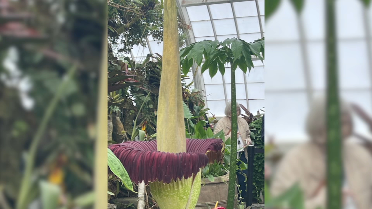 Source-feed image associated with Rare corpse flower, known for its foul odor, blooms at SF's Conservatory of Flowers