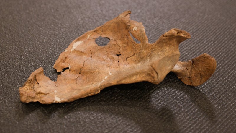 Image from linked report: A telling hole in a Neandertal bone hints at a bitter end
