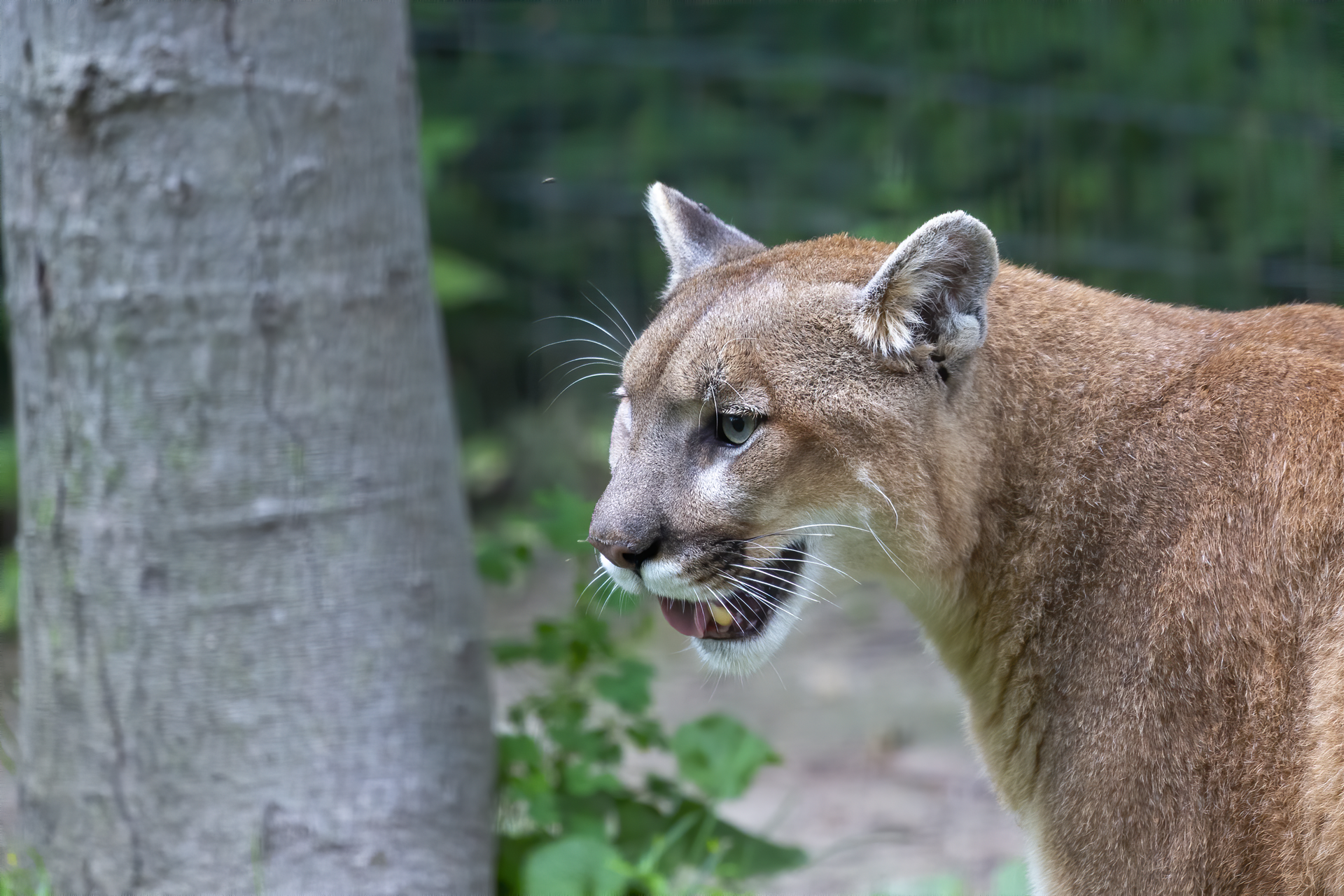 Source-feed image associated with What to Do if You See a Mountain Lion in the Bay Area