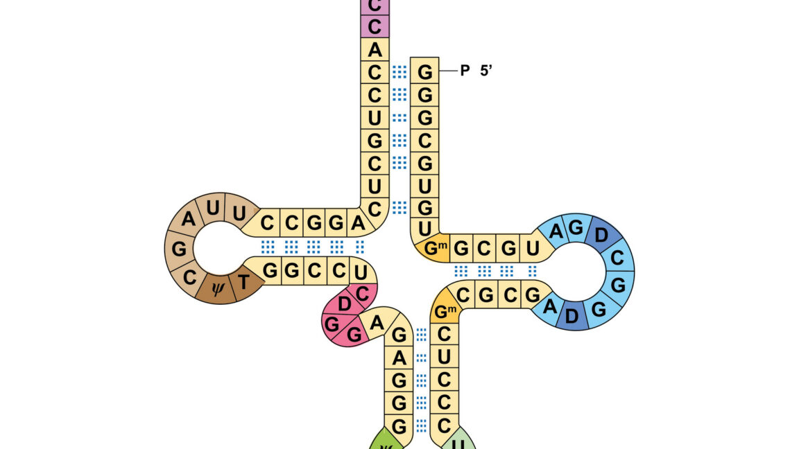 Source-feed image associated with Researchers get two genetic codes to work at the same time